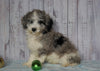 Moyen Poodle For Sale Wooster, OH Male- Oliver
