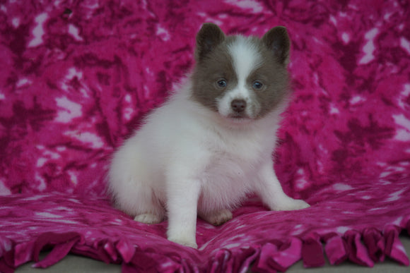 Pomsky For Sale Millersburg, OH Female- Suzanna