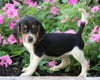 AKC Registered Beagle Puppy For Sale Sugarcreek, OH Female- Holly