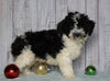 Moyen Poodle For Sale Wooster, OH Male- Orlando