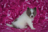 Pomsky For Sale Millersburg, OH Female- Suzanna