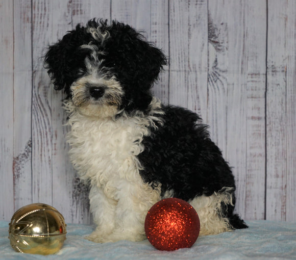 Moyen Poodle For Sale Wooster, OH Male- Otis