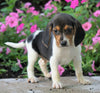 AKC Registered Beagle Puppy For Sale Sugarcreek, OH Male- Houston