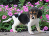 AKC Registered Beagle Puppy For Sale Sugarcreek, OH Male- Houston