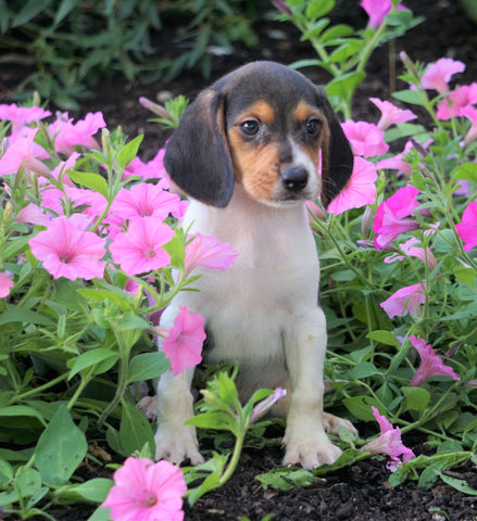 AKC Registered Beagle Puppy For Sale Sugarcreek, OH Male- Houston