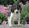 AKC Registered Beagle Puppy For Sale Sugarcreek, OH Female- Haylie
