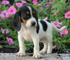 AKC Registered Beagle Puppy For Sale Sugarcreek, OH Male- Harley
