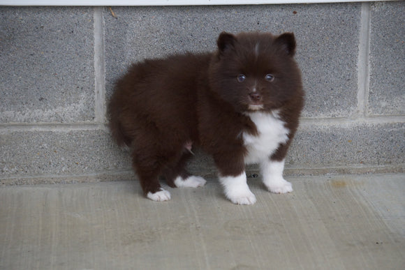 Pomsky For Sale Millersburg, OH Male- Kevin