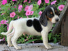 AKC Registered Beagle Puppy For Sale Sugarcreek, OH Male- Harley
