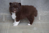 Pomsky For Sale Millersburg, OH Male- Kevin