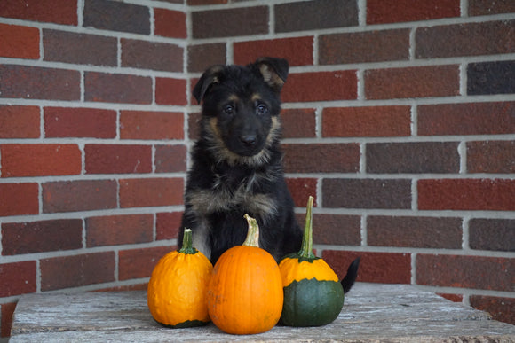 AKC Registered German Shepherd For Sale Millersburg, OH Male- Tyler