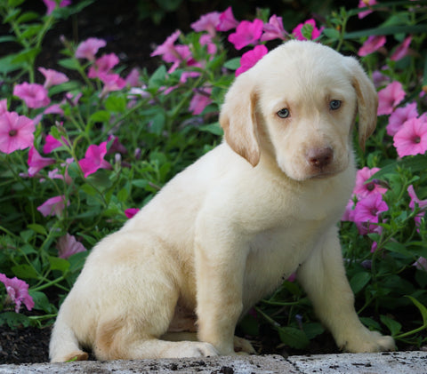 AKC Registered Labrador Retriever For Sale Sugarcreek, OH Male- Parker