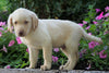 AKC Registered Labrador Retriever For Sale Sugarcreek, OH Male- Parker