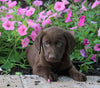 AKC Registered Labrador Retriever For Sale Sugarcreek, OH Male- Preston