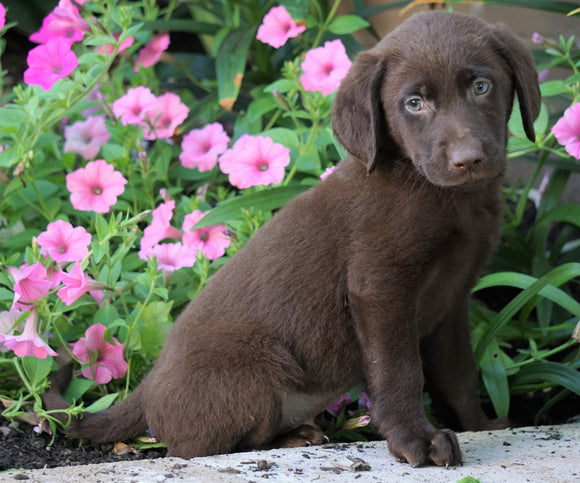 AKC Registered Labrador Retriever For Sale Sugarcreek, OH Male- Preston