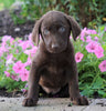 AKC Registered Labrador Retriever For Sale Sugarcreek, OH Female- Paisley