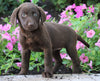 AKC Registered Labrador Retriever For Sale Sugarcreek, OH Female- Paisley