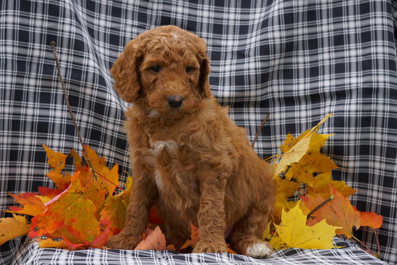 F1B Labradoodle For Sale Millersburg, OH Female- Cinnamon