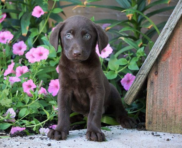 AKC Registered Labrador Retriever For Sale Sugarcreek, OH Female- Paisley