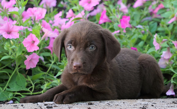 AKC Registered Labrador Retriever For Sale Sugarcreek, OH Male- Piper