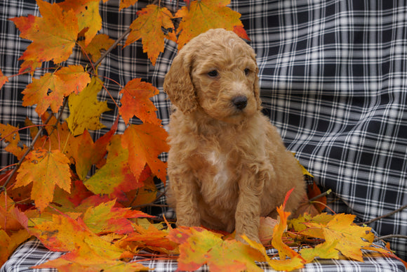 F1B Labradoodle For Sale Millersburg, OH Female- Cora