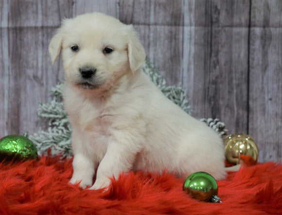 AKC Registered English Cream Golden Retriever For Sale Fredericksburg, OH Male- Dasher