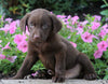 AKC Registered Labrador Retriever For Sale Sugarcreek, OH Male- Piper