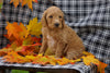 F1B Labradoodle For Sale Millersburg, OH Female- Cora