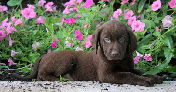 AKC Labrador Labrador Retriever For Sale Sugarcreek, OH Male- Philip