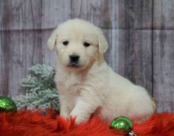 AKC Registered English Cream Golden Retriever For Sale Fredericksburg, OH Female- Noelle