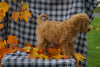 F1B Labradoodle For Sale Millersburg, OH Female- Candy