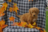 F1B Labradoodle For Sale Millersburg, OH Female- Candy