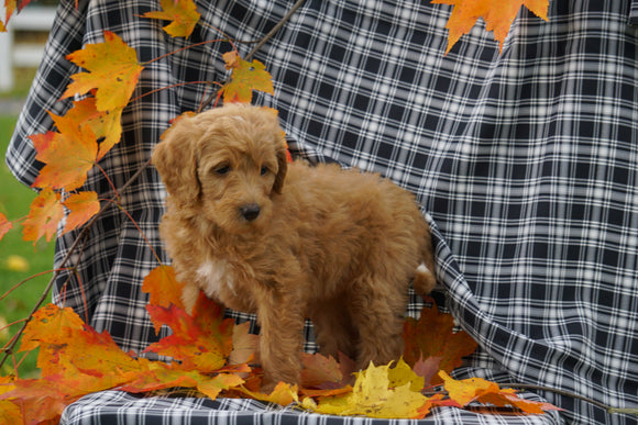 F1B Labradoodle For Sale Millersburg, OH Female- Candy