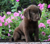AKC Labrador Labrador Retriever For Sale Sugarcreek, OH Male- Philip