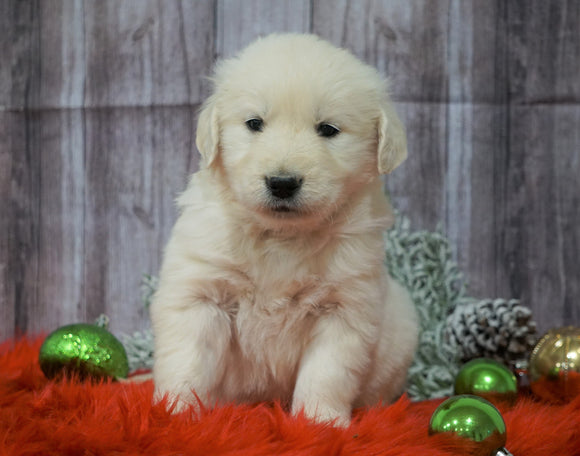 AKC Registered English Cream Golden Retriever For Sale Fredericksburg, OH Male- Prancer