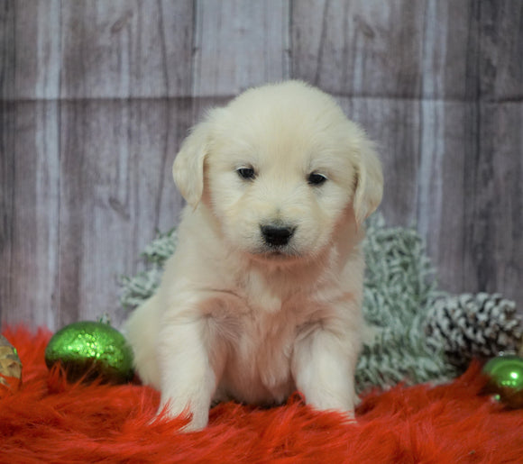 AKC Registered English Cream Golden Retriever For Sale Fredericksburg, OH Male- Vixen