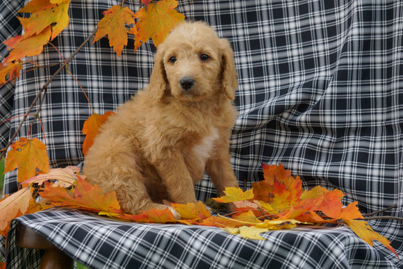 F1B Labradoodle For Sale Millersburg, OH Female- Cathy