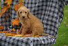 F1B Labradoodle For Sale Millersburg, OH Female- Cathy
