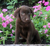 AKC Registered Labrador Retriever For Sale Sugarcreek, OH Female- Phoebe