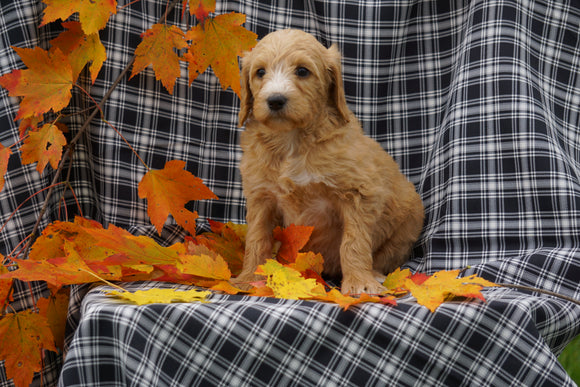 F1B Labradoodle For Sale Millersburg, OH Female- Clara