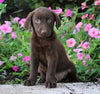 AKC Registered Labrador Retriever For Sale Sugarcreek, OH Female- Phoebe