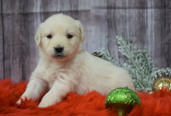 AKC Registered English Cream Golden Retriever For Sale Fredericksburg, OH Male- Cupid