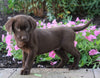AKC Registered Labrador Retriever For Sale Sugarcreek, OH Female- Priscilla