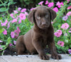AKC Registered Labrador Retriever For Sale Sugarcreek, OH Female- Priscilla