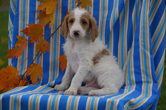 F1B Labraoodle For Sale Millersburg, OH Male- Carl