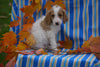 F1B Labraoodle For Sale Millersburg, OH Male- Carl