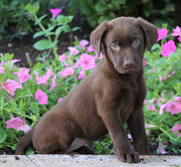 AKC Registered Labrador Retriever For Sale Sugarcreek, OH Female- Priscilla