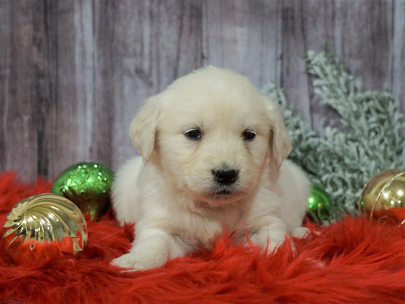 AKC Registered English Cream Golden Retriever For Sale Fredericksburg, OH Female- Candi