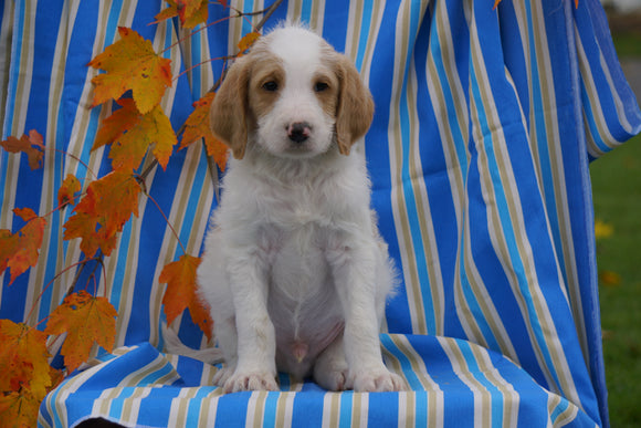 F1B Labradoodle For Sale Millersburg, OH Male- Cole