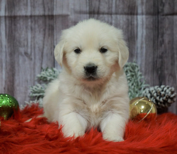 AKC Registered English Cream Golden Retriever For Sale Fredericksburg, OH Female- Holly